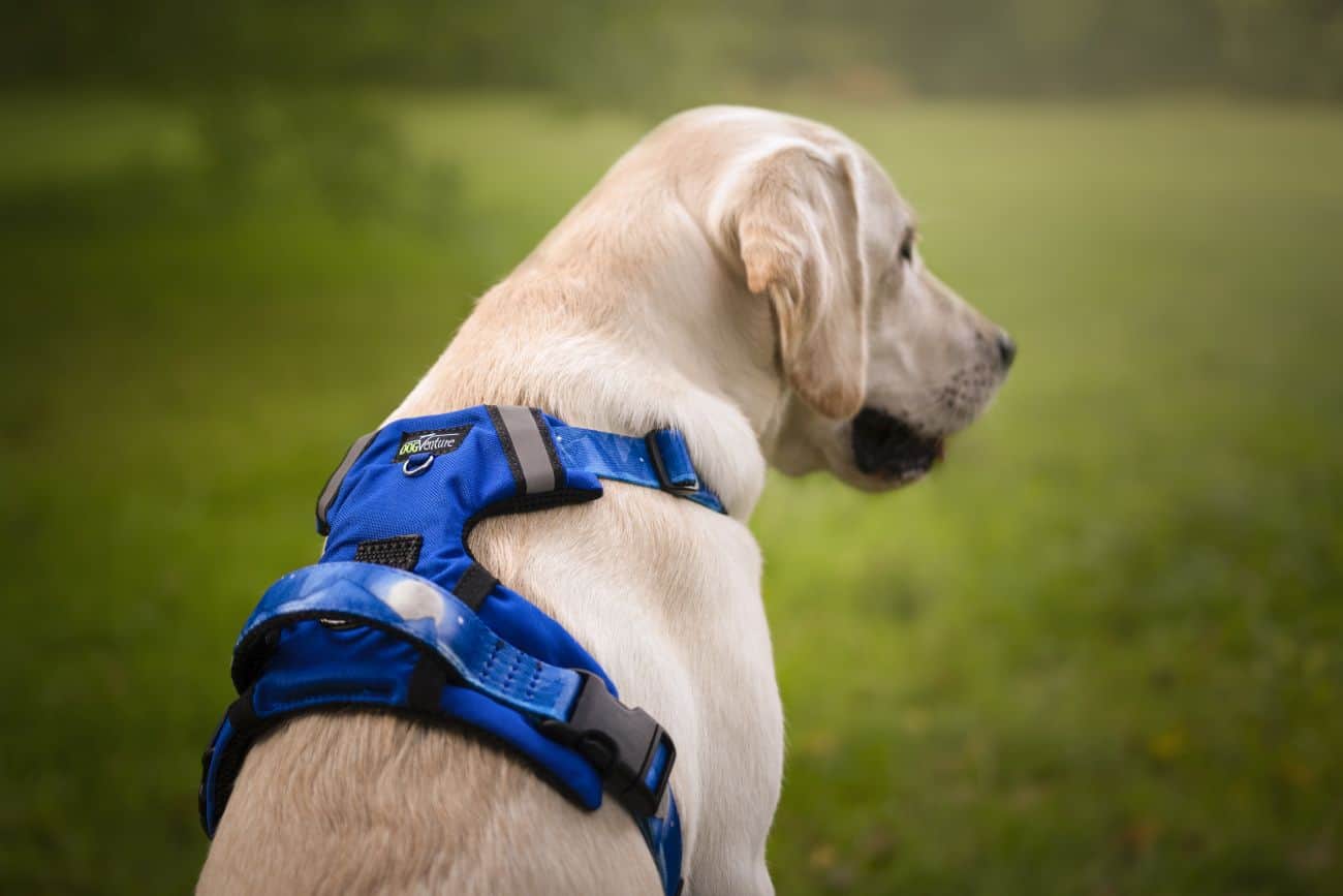 niebieskie zabudowane szelki dla psa Adventure 